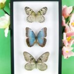 3 seltene echte perfekte Zucht-Schmetterlinge im 3D Schaukasten NiceBox 15