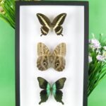 3 seltene echte perfekte Zucht-Schmetterlinge im 3D Schaukasten NiceBox 16