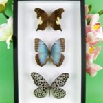 3 seltene echte perfekte Zucht-Schmetterlinge im 3D Schaukasten NiceBox 17