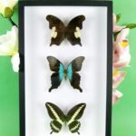 3 seltene echte perfekte Zucht-Schmetterlinge im 3D Schaukasten NiceBox 18