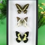 3 seltene echte perfekte Zucht-Schmetterlinge im 3D Schaukasten NiceBox 20