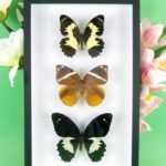 3 seltene echte perfekte Zucht-Schmetterlinge im 3D Schaukasten NiceBox 21