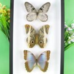 3 seltene echte perfekte Zucht-Schmetterlinge im 3D Schaukasten NiceBox 22