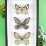 3 seltene echte perfekte Zucht-Schmetterlinge im 3D Schaukasten NiceBox 25