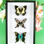 3 seltene echte perfekte Zucht-Schmetterlinge im 3D Schaukasten NiceBox 26