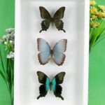 3 seltene echte perfekte Zucht-Schmetterlinge im 3D Schaukasten NiceBox 28