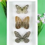 3 seltene echte perfekte Zucht-Schmetterlinge im 3D Schaukasten NiceBox 29
