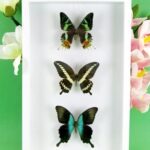 3 seltene echte perfekte Zucht-Schmetterlinge im 3D Schaukasten NiceBox 30