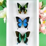 3 seltene echte perfekte Zucht-Schmetterlinge im 3D Schaukasten NiceBox 31