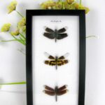 3 echte Libellen auf Watte gelegt im Schaukasten 18