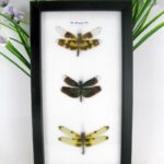 3 echte Libellen auf Watte gelegt im Schaukasten 19