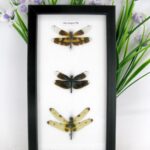 3 echte Libellen auf Watte gelegt im Schaukasten 20