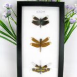 3 echte Libellen auf Watte gelegt im Schaukasten 22