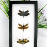 3 echte Libellen auf Watte gelegt im Schaukasten 25