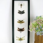 5 echte Libellen auf Watte gelegt im Schaukasten 02