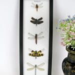 5 echte Libellen auf Watte gelegt im Schaukasten 13