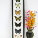 7 wunderschöne echte Schmetterlinge im XL Schaukasten 53 x 13,5 x 2cm Nr. 02