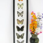 7 wunderschöne echte Schmetterlinge im XL Schaukasten 53 x 13,5 x 2cm Nr. 06