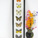 7 wunderschöne echte Schmetterlinge im XL Schaukasten 53 x 13,5 x 2cm Nr. 12