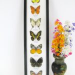 7 wunderschöne echte Schmetterlinge im XL Schaukasten 53 x 13,5 x 2cm Nr. 16