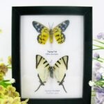 2er Set Schmetterlinge im Schaukasten 25
