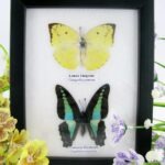 2er Set Schmetterlinge im Schaukasten 40