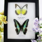 2er Set Schmetterlinge im Schaukasten 43