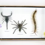 XXL Poisen Box mit Vogelspinne, Skorpion, Cendipede - Schaukasten aus Holz 3er quer
