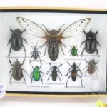 Echte exotische Insekten im Schaukasten aus Holz und Glas m-13