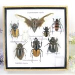 Echte exotische Insekten - einmalig - im Schaukasten aus Holz und Glas s06