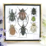 Echte exotische Insekten - einmalig - im Schaukasten aus Holz und Glas s12