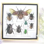 Echte exotische Insekten - einmalig - im Schaukasten aus Holz und Glas s14