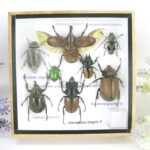 Echte exotische Insekten - einmalig - im Schaukasten aus Holz und Glas s18