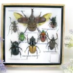 Echte exotische Insekten - einmalig - im Schaukasten aus Holz und Glas s22