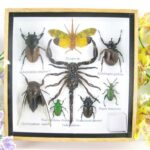 Echte exotische Insekten - einmalig - im Schaukasten aus Holz und Glas s25