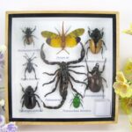 Echte exotische Insekten - einmalig - im Schaukasten aus Holz und Glas s27
