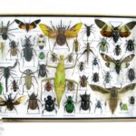 Echte exotische Insekten - einmalig - im XXL 3D Schaukasten aus Holz und Glas XXL06