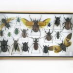 Echte exotische Insekten - einmalig - im XL Schaukasten aus Holz und Glas L18