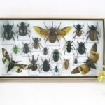 Echte exotische Insekten - einmalig - im XL Schaukasten aus Holz und Glas L19