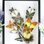 Wunderschöner großer 3D Schaukasten mit einem Strauß Schmetterlinge 3D 08