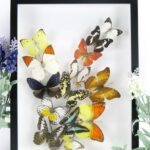 Wunderschöner großer 3D Schaukasten mit einem Strauß Schmetterlinge 3D 09