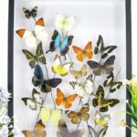 Wunderschöner sehr großer 3D Schaukasten mit einem Strauß Schmetterlinge 3D 02