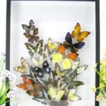 Wunderschöner sehr großer 3D Schaukasten mit einem Strauß Schmetterlinge 3D 06