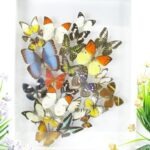 Wunderschöner sehr großer 3D Schaukasten mit einem Strauß Schmetterlinge 3D 08