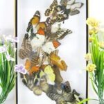 Wunderschöner großer 3D Schaukasten mit 18 Schmetterlingen 3D 07