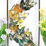 Wunderschöner großer 3D Schaukasten mit 19 Schmetterlingen 3D 08