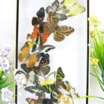 Wunderschöner großer 3D Schaukasten mit 17 Schmetterlingen 3D 09