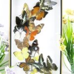 Wunderschöner großer 3D Schaukasten mit 17 Schmetterlingen 3D 14