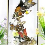 Wunderschöner großer 3D Schaukasten mit 16 Schmetterlingen 3D 16
