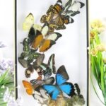 Wunderschöner großer 3D Schaukasten mit 17 Schmetterlingen 3D 18